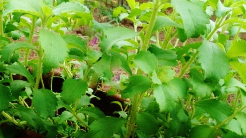  SOBRE LA STEVIA Y EQUIVALENCIAS CON EL AZÚCAR