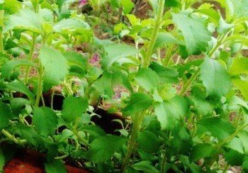  SOBRE LA STEVIA Y EQUIVALENCIAS CON EL AZÚCAR