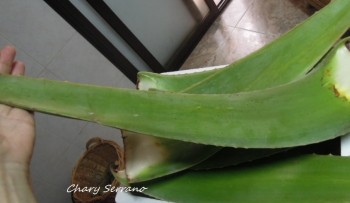 COMO PREPARAR ALOE VERA PARA SU CONSUMO Y OTROS USOS Y REMEDIOS