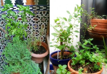 Regar las plantas con agua reciclada