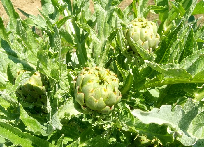 Alcachofas