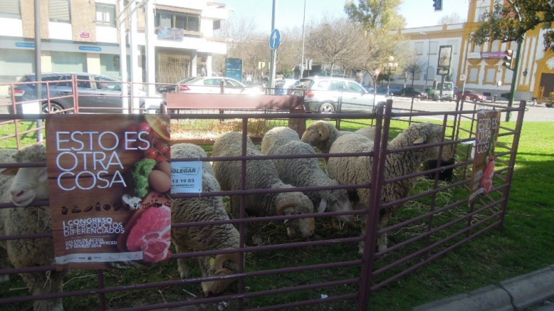 I CONGRESO DE PRODUCTOS DIFERENCIADOS “Esto es otra cosa” 2ª jornada