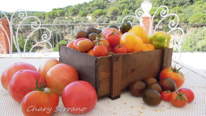 LOS TOMATES DE MI HUERTO
