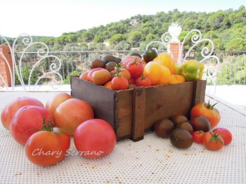 LOS TOMATES DE MI HUERTO