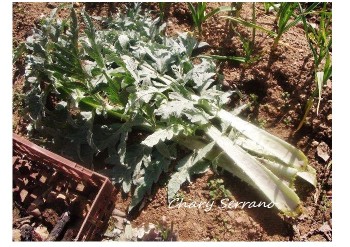 Recogida de pencas de alcachofa. Como limpiar el cardo