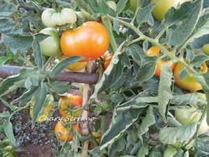 LOS TOMATES DE MI HUERTO