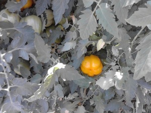 LOS TOMATES DE MI HUERTO