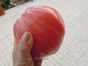 LOS TOMATES DE MI HUERTO