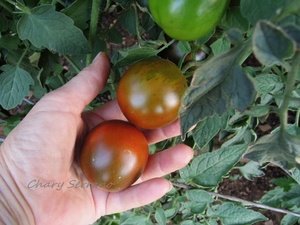 LOS TOMATES DE MI HUERTO
