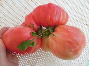 LOS TOMATES DE MI HUERTO