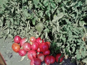 LOS TOMATES DE MI HUERTO