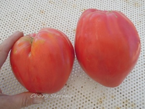 LOS TOMATES DE MI HUERTO