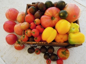 LOS TOMATES DE MI HUERTO