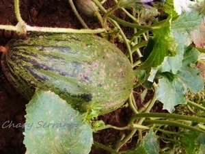 POSTRE DE MELÓN, SANDÍA Y YOGUR, LIGHT