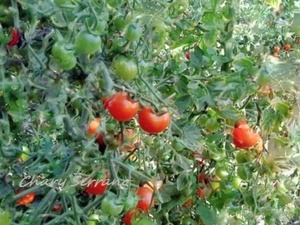 LOS TOMATES DE MI HUERTO