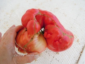 LOS TOMATES DE MI HUERTO