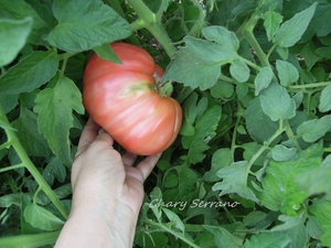 LOS TOMATES DE MI HUERTO