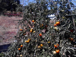 LOS TOMATES DE MI HUERTO