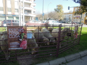 Unas jornadas muy interesantes, muy bien organizadas y que han servido para un acercamiento entre criadores, fabricantes, proveedores, comerciales y el público en general.