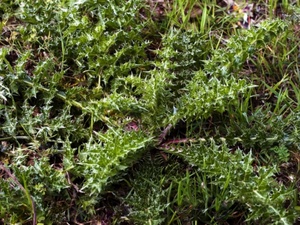 TORTILLA DE TAGARNINAS