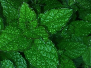 CARACOLES GORDOS Y CABRILLAS, EN SALSA