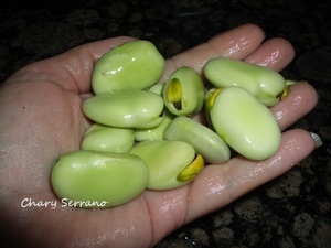 HABAS ENZAPATÁS al estilo de Huelva