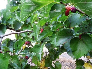MELÓN CON SANDIA Y MORAS