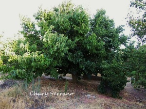MELÓN CON SANDIA Y MORAS
