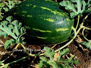 MELÓN CON SANDIA Y MORAS