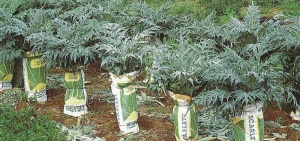 RECOGIDA DE PENCAS DE CARDO
