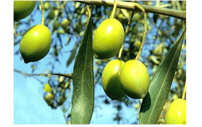 Aceituna variedad Picual