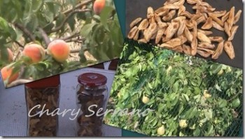 SECADO AL SOL DE MELOCOTONES Y PERAS