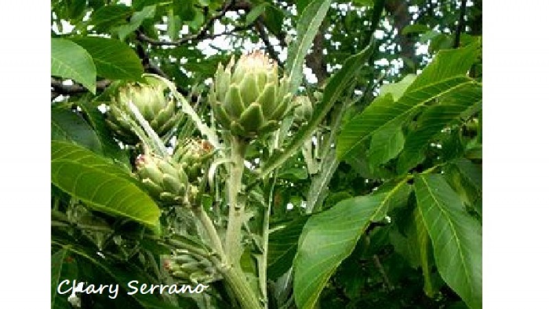 Alcauciles guisados con jamón serrano