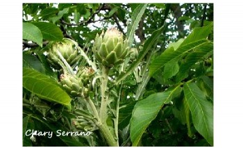 Alcauciles guisados con jamón serrano