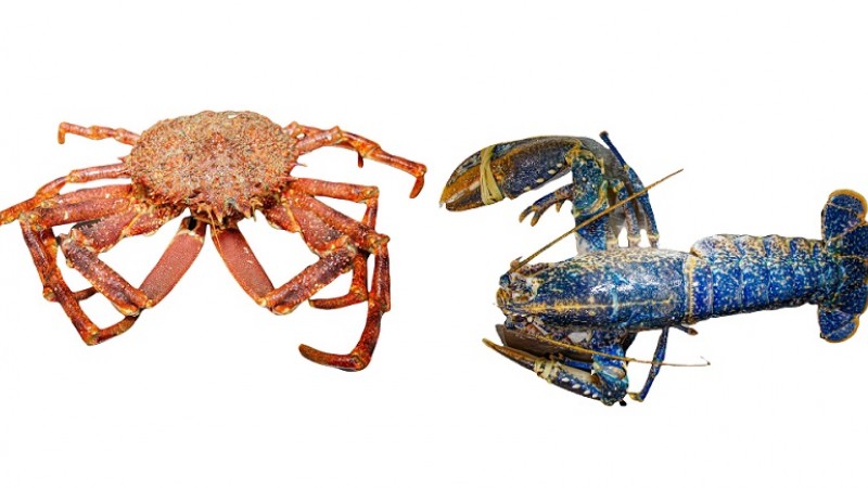 Un lujo en las mejores mesas con MARISCO BLUSHELL