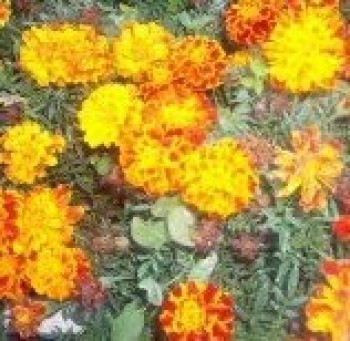 YA ESTAMOS EN OTOÑO