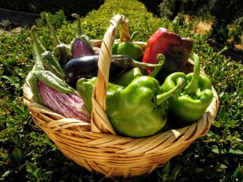 Métodos de conservación de vegetales: Secado, embotellado, congelado.