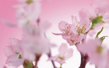 Y LLEGÓ LA PRIMAVERA....