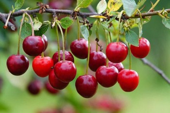 Nutrientes frente al dolor