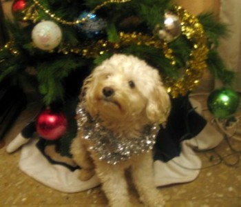 ESTOY CONTENTA, 3 PREMIOS EN HOGAR UTIL