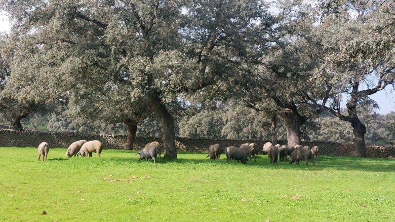 Los Pedroches: gastronomía y turismo de calidad en el corazón de Los Pedroches
