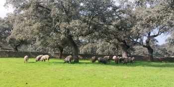 Los Pedroches: gastronomía y turismo de calidad en el corazón de Los Pedroches