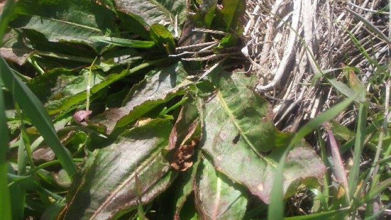 VINAGRERAS