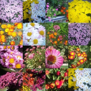 MIS FLORES DE OTOÑO