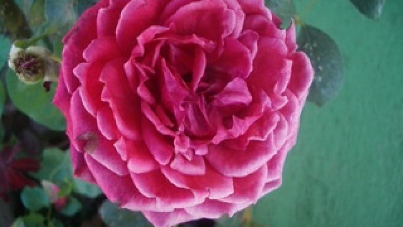MIS ROSAS