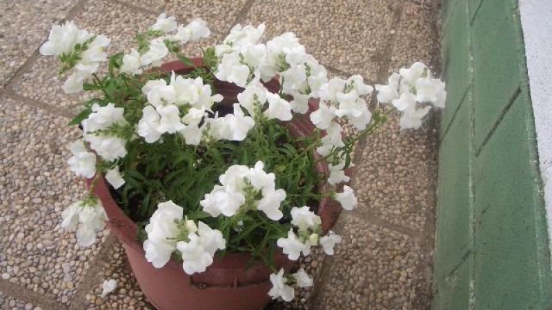 PRIMAVERA 2007