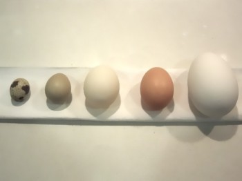 CUÁNTO PESA UN HUEVO. PESO DE DIFERENTES ESPECIES